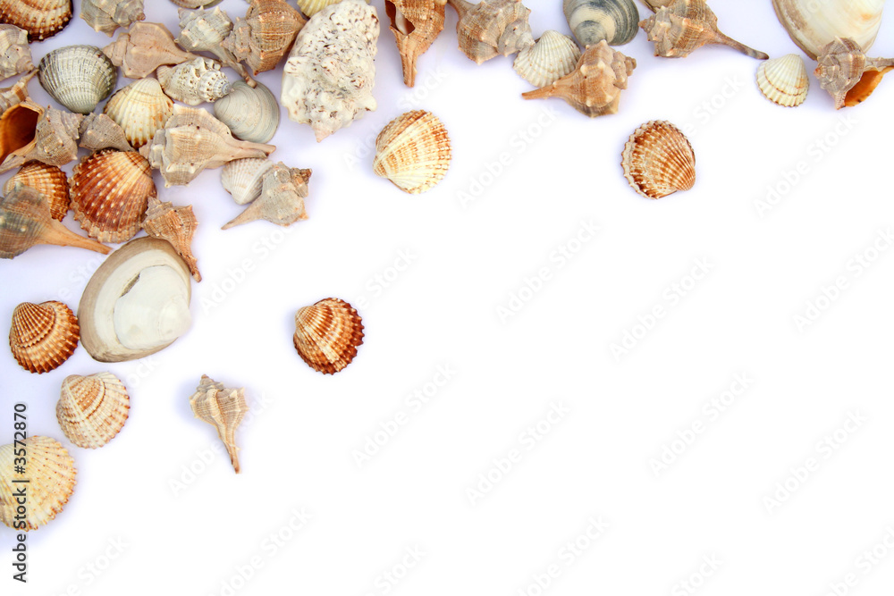 Shells Shells