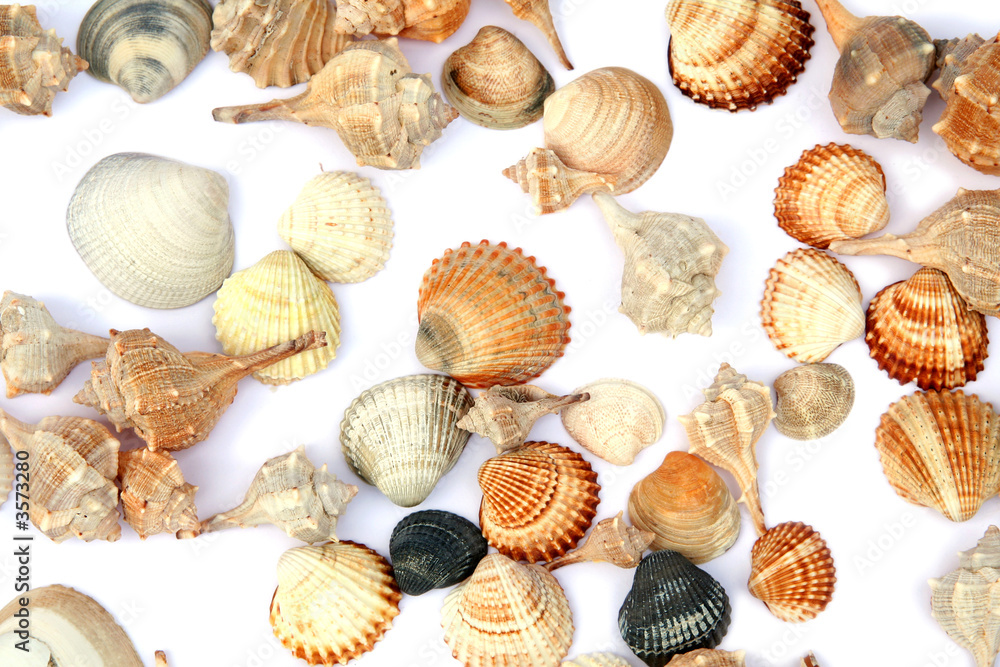 Shells Shells