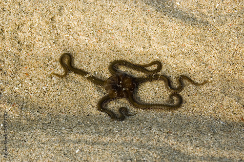 Octopussy