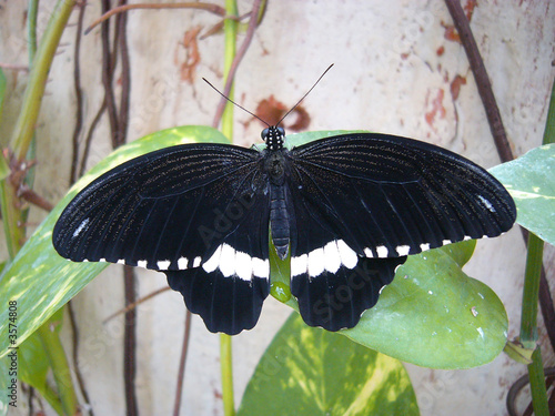 Schmetterling