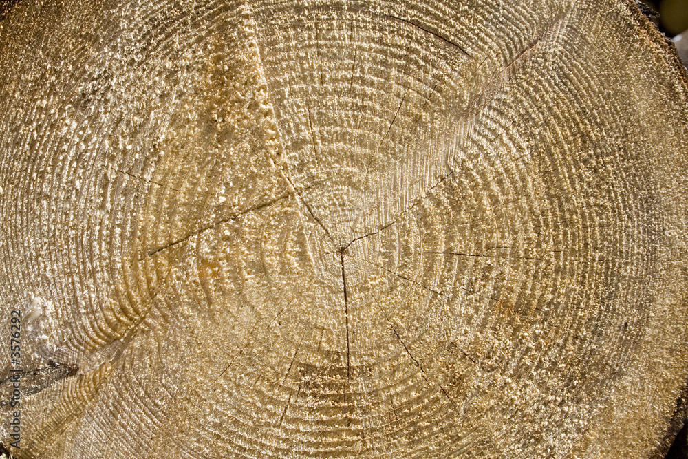 Naklejka premium The circles that indicate the age of the tree