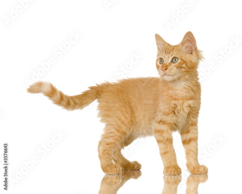 Fototapeta Naklejka Na Ścianę i Meble -  Ginger Cat kitten in front of a white background