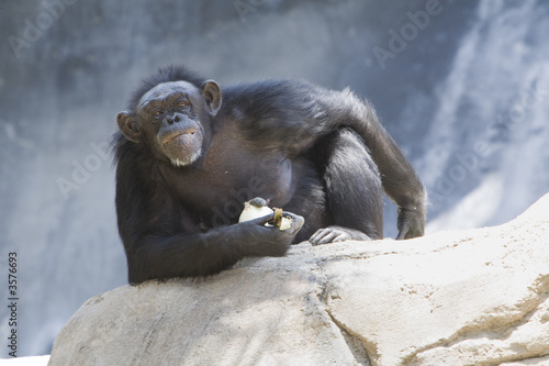 Chimpanzee staring at camera
