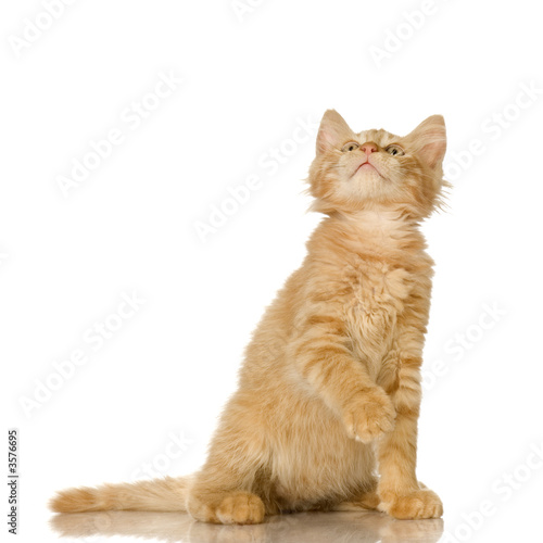 Ginger Cat kitten in front of a white background