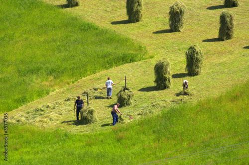 haymaking