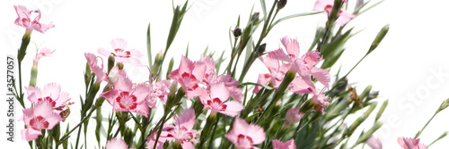 pink Flowers against a white background