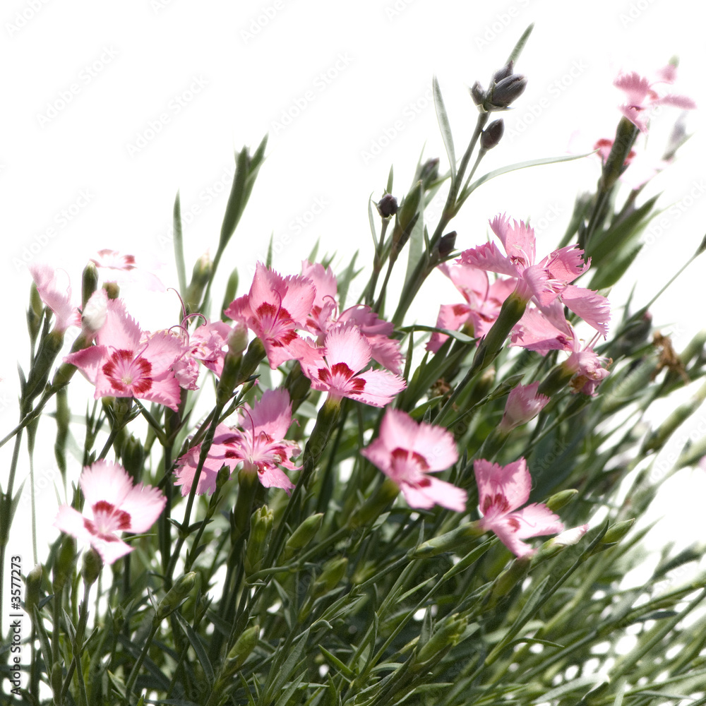 pink Flowers against a white background