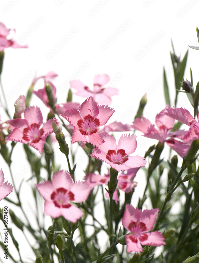 pink Flowers against a white background