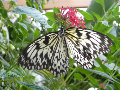 Schmetterling