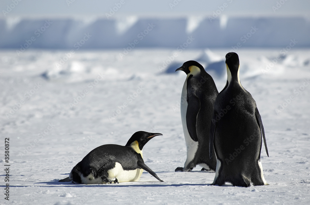 Obraz premium Penguin group in Antarctica