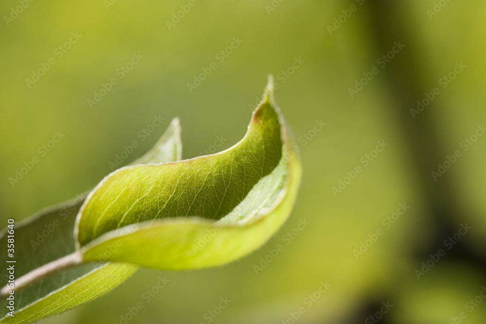 leaf leaf