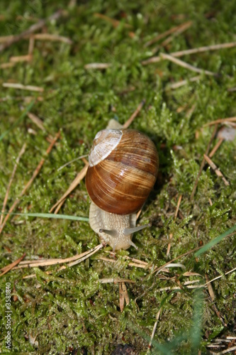 Weinbergschnecke photo