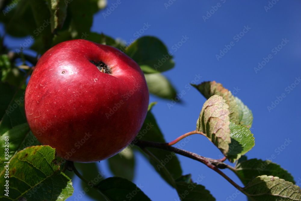 Roter Apfel Roter Apfel