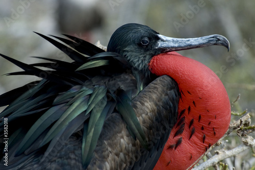 Frigate Bird. Galapagos 