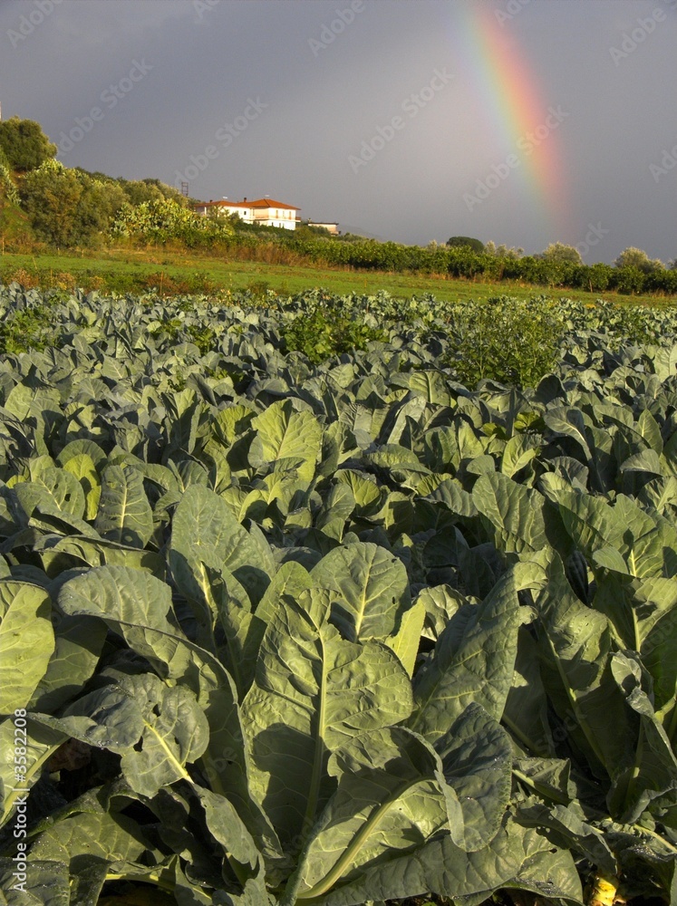 Fototapeta premium coltivazione di broccoli nel cielo l'arcobaleno