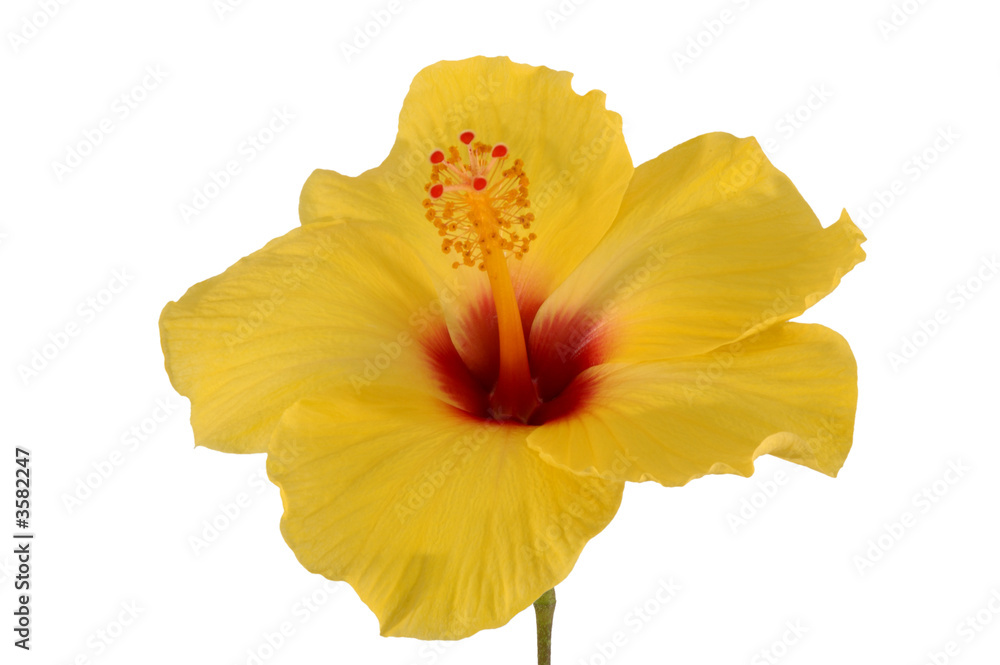 Fototapeta premium Blüte