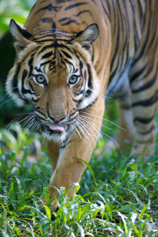 Fototapeta premium Malayan Tiger
