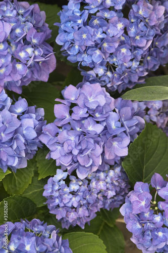groups of flowers of the purple hydrangea