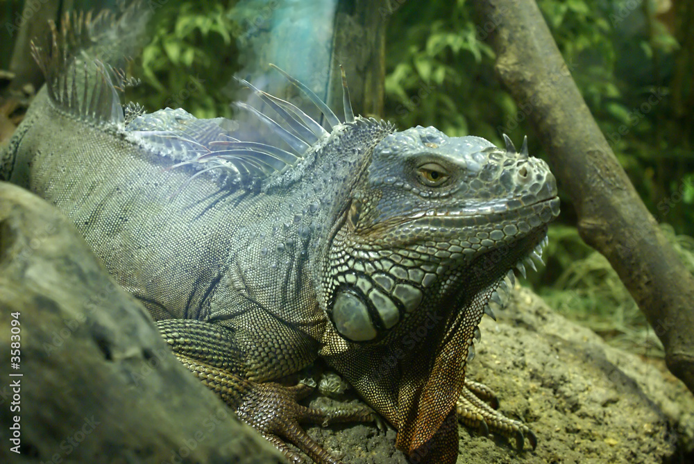 Iguana en su hábitat Iguana en su hábitat