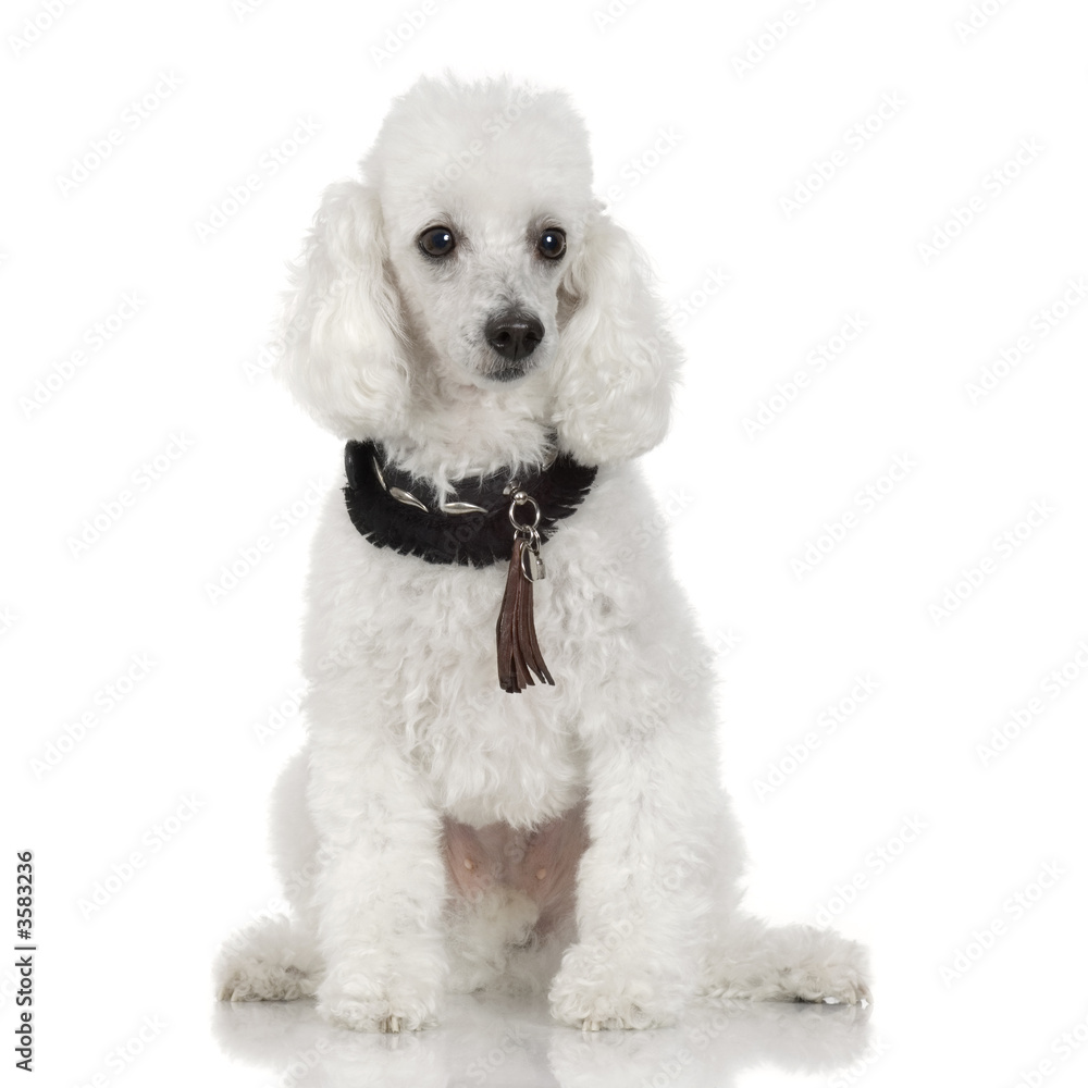 Poodle wearing collar in front of a white background Poodle wearing collar in front of a white background