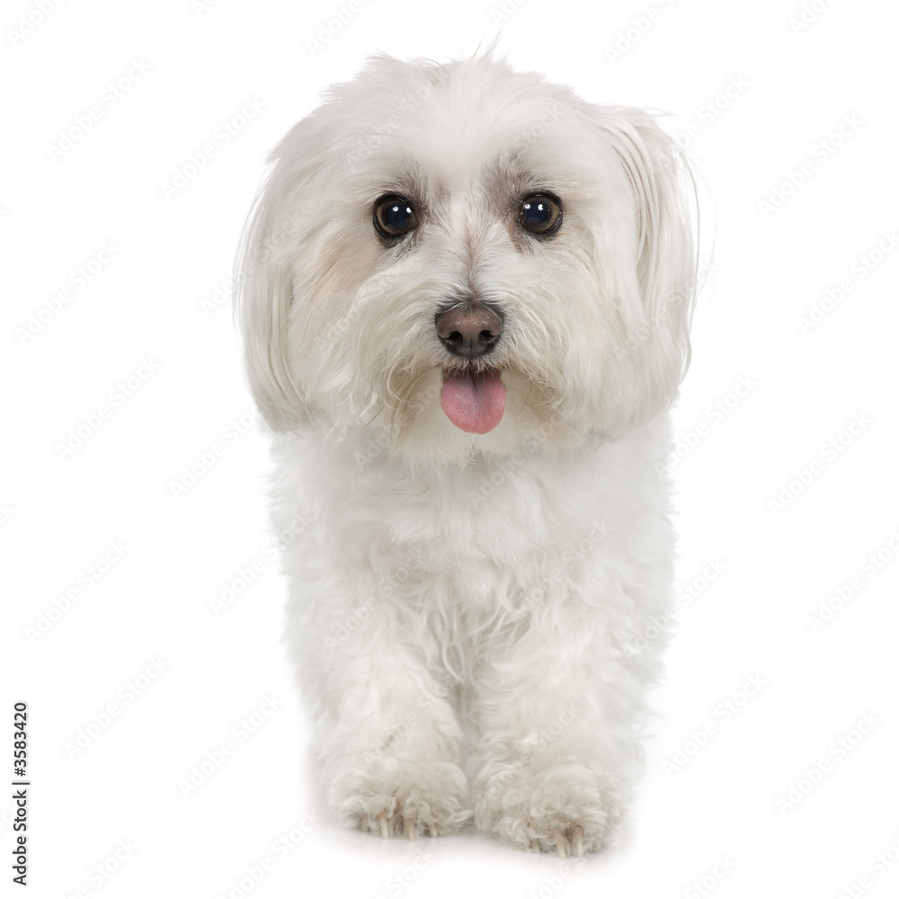 adult maltese dog in front of white background