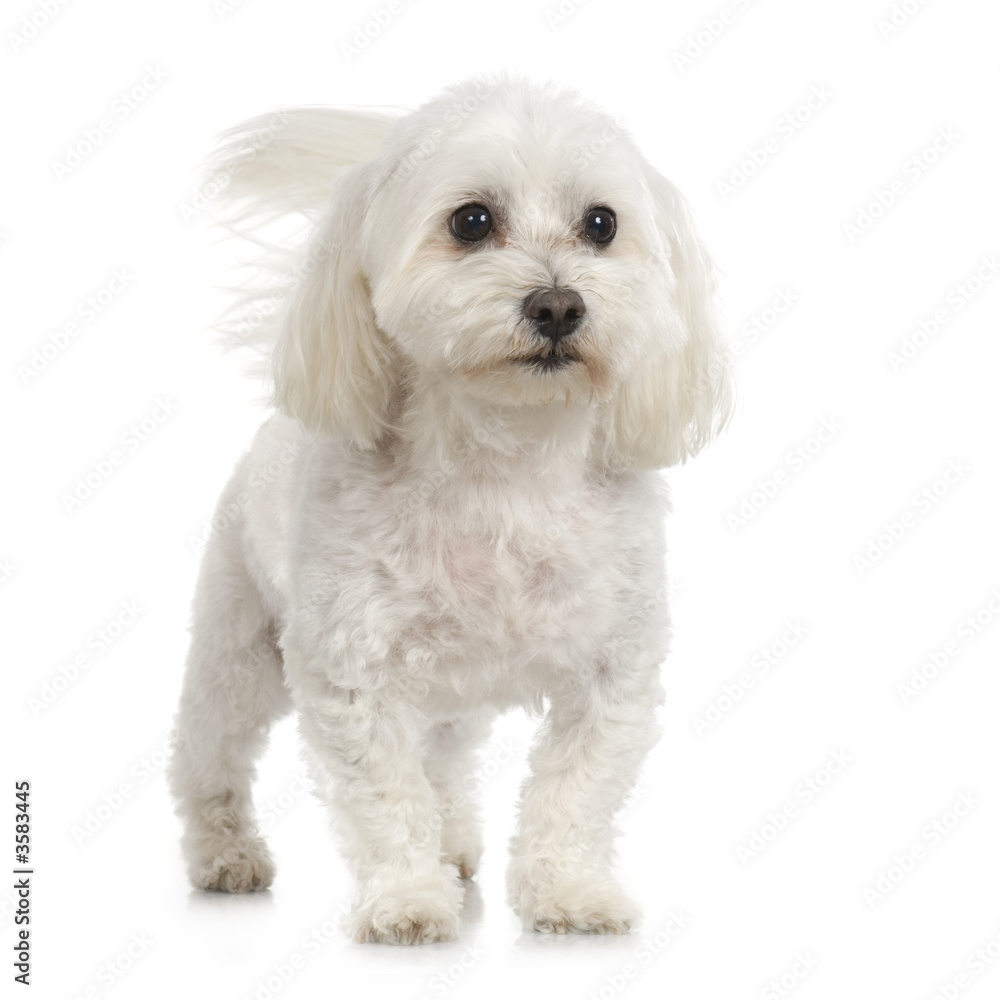 adult maltese dog in front of white background adult maltese dog in front of white background