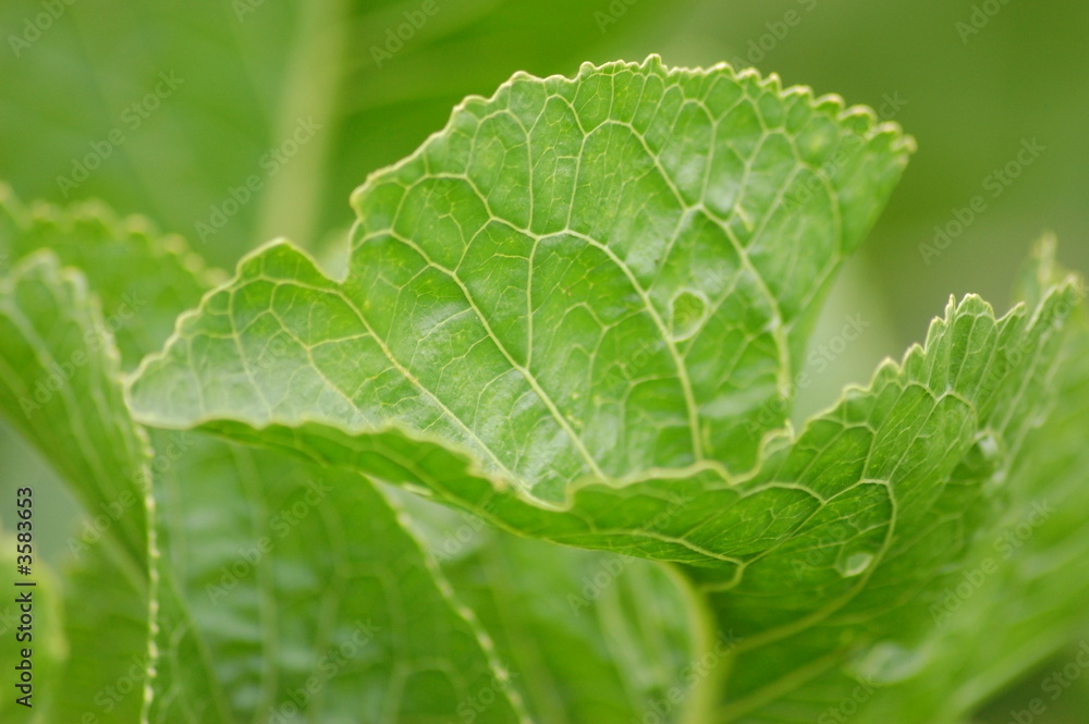 Green leaf macro 1 Green leaf macro 1