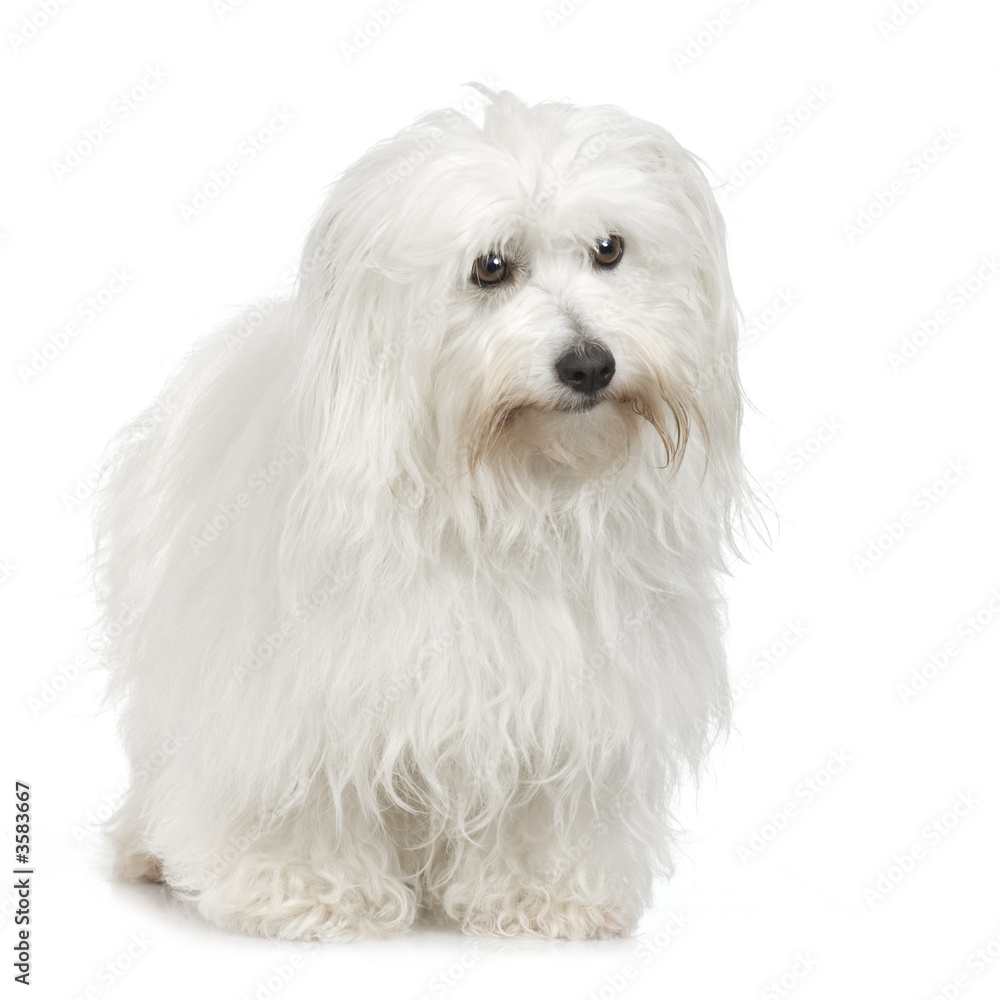 Coton de Tulear in front of white background.