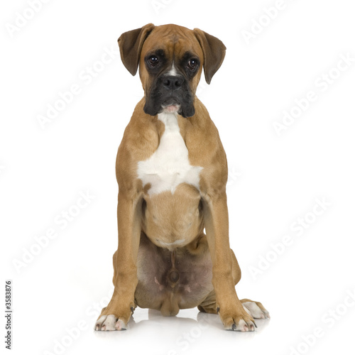 puppy Boxer in front of white background