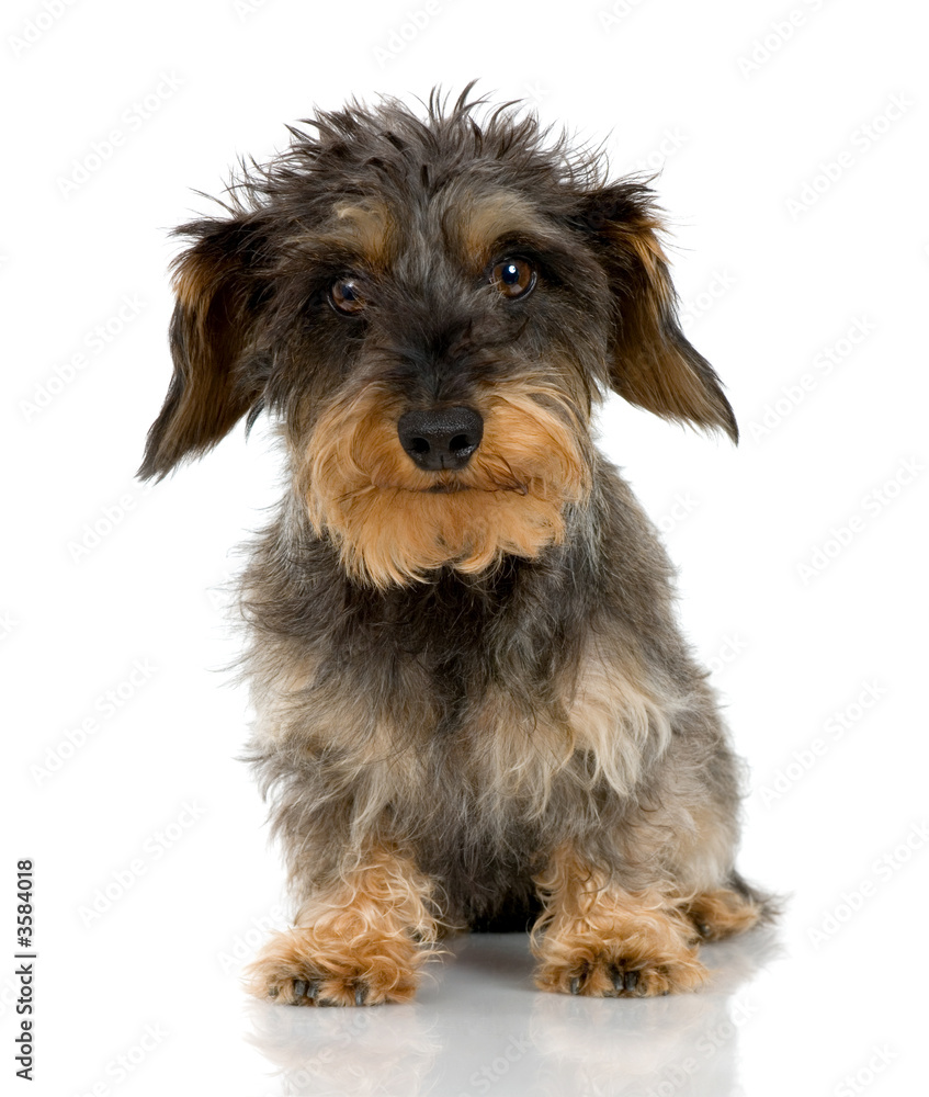 Coarse haired Dachshund in front of a white background