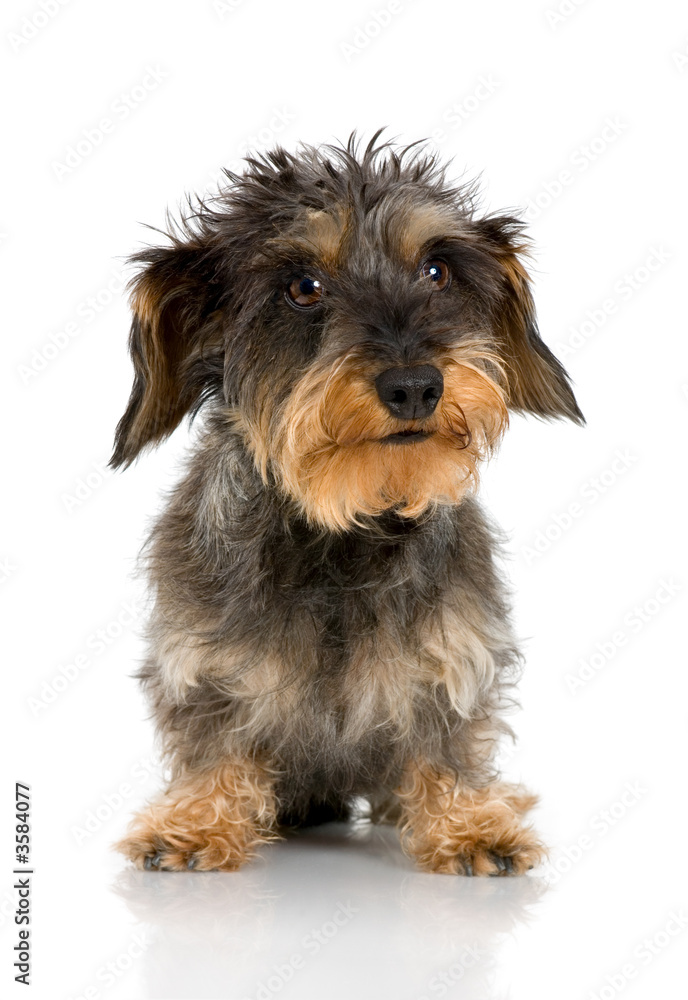 Coarse haired Dachshund in front of a white background