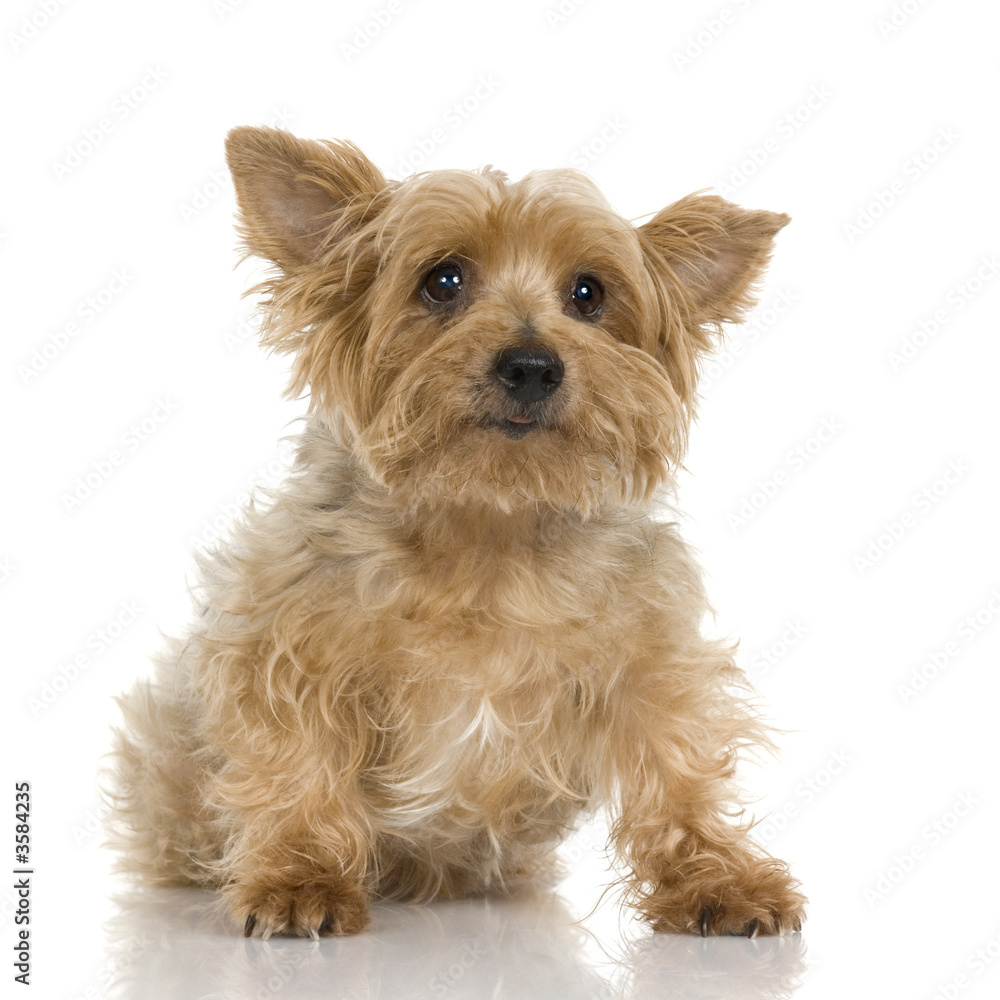 Yorkshire Terrier in front of a white background Yorkshire Terrier in front of a white background