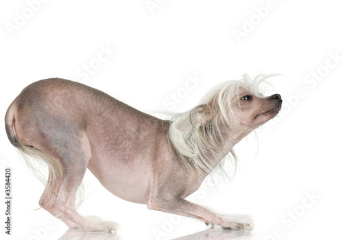 chinese crested dog Hairless dog in front of a white background