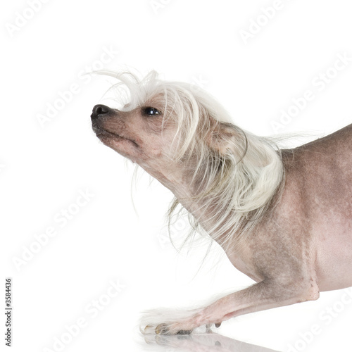 chinese crested dog Hairless dog in front of a white background