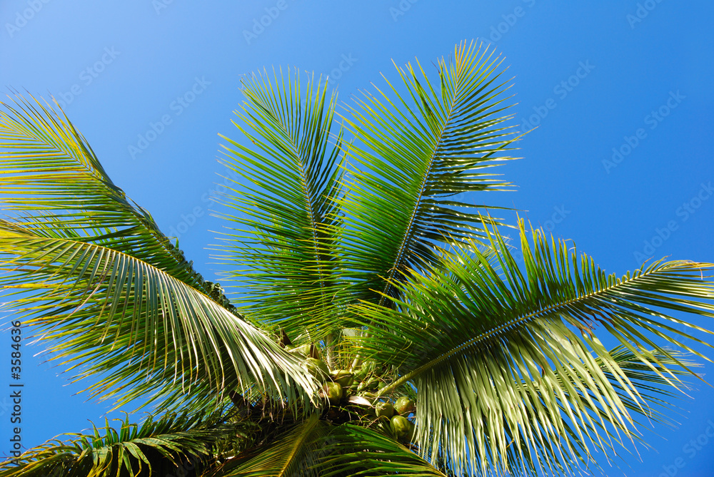 Fototapeta premium cheveux de cocotier