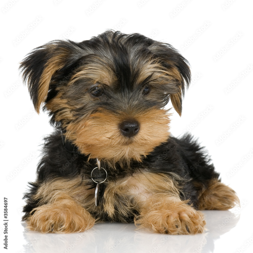 pupyy Yorkshire Terrier in front of a white background pupyy Yorkshire Terrier in front of a white background