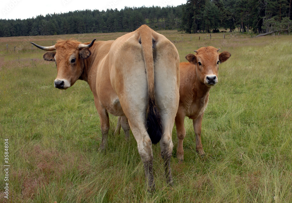 vache aubrac et son veau