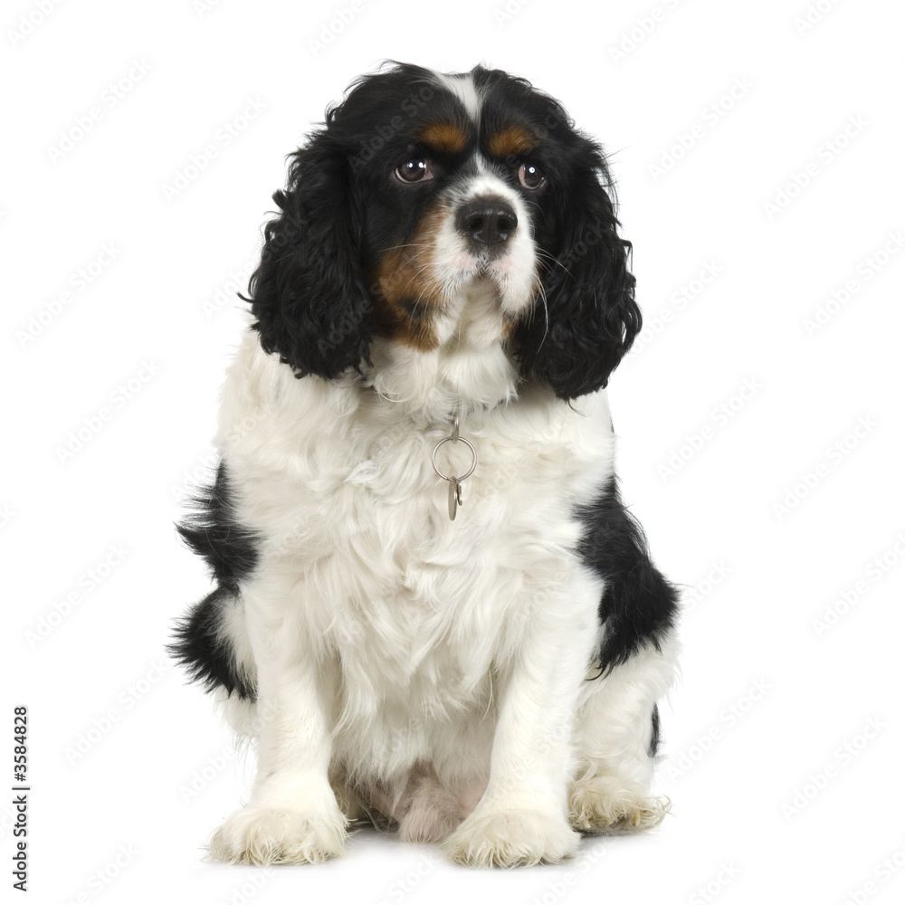 adult Cavalier King Charles Spaniel