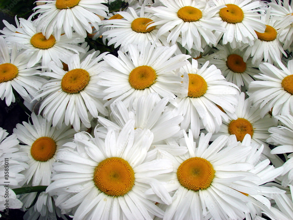 Fototapeta premium A lot of big white daisy wheels bouquet 6