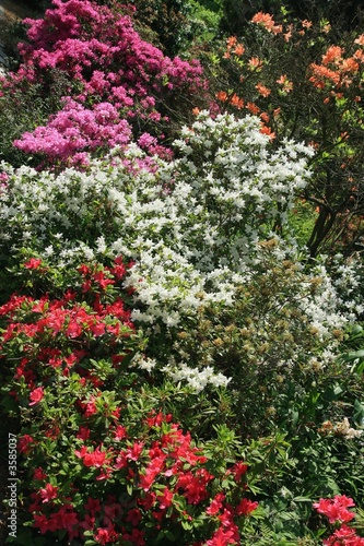 Fototapeta Naklejka Na Ścianę i Meble -  Beauty colored garden on  spring