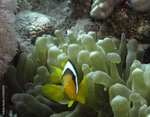 Two-banded anemonefishe  Amphiprion bicinctus 