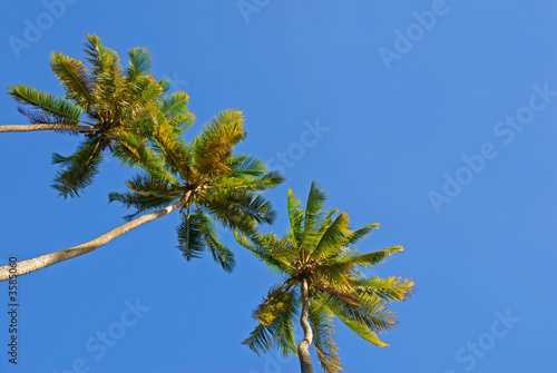 3 cocotiers dans l'angle