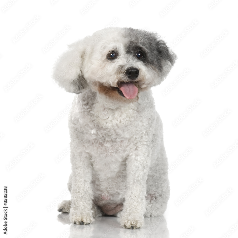 Poodle in front of white background