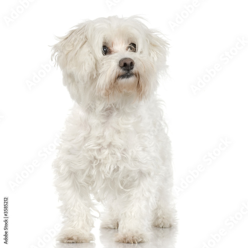 maltese dog standing up in front of a white background
