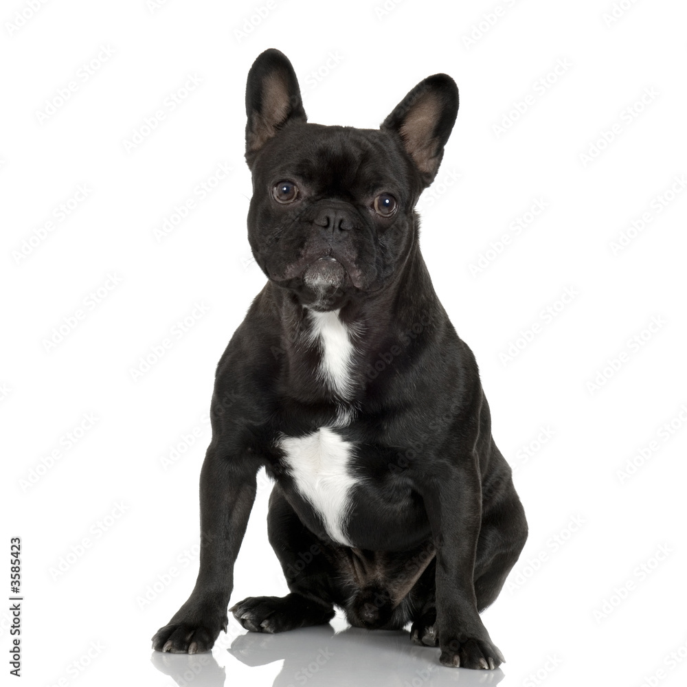 french Bulldog juvenile in front of a white background.