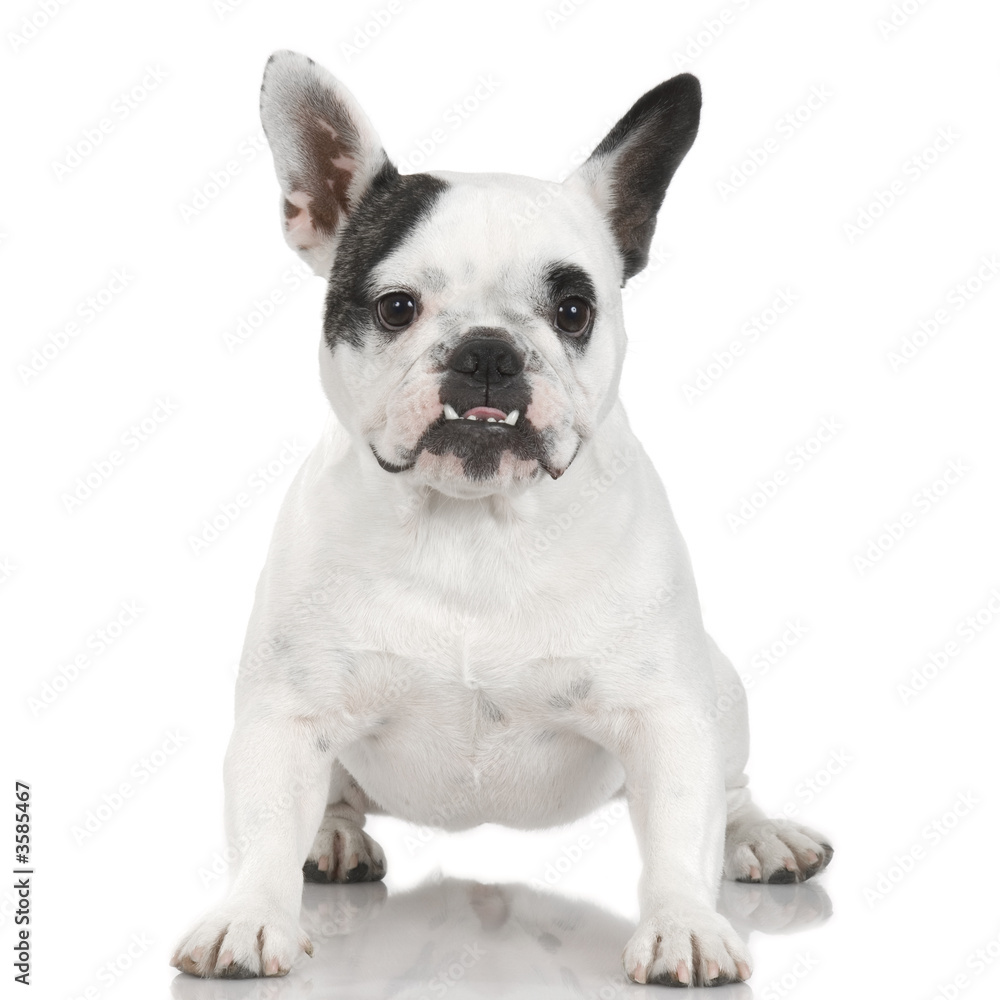 french Bulldog adult in front of a white background.