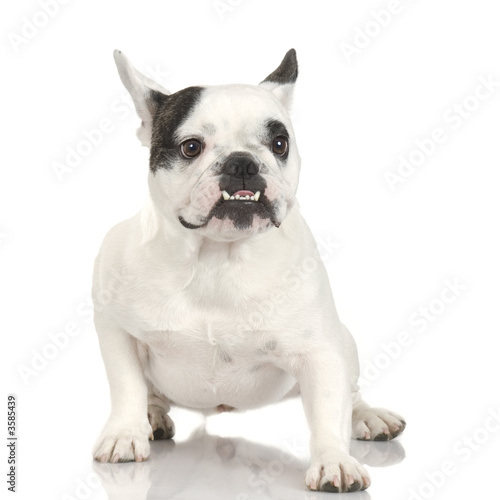 french Bulldog adult in front of a white background. © Eric Isselée