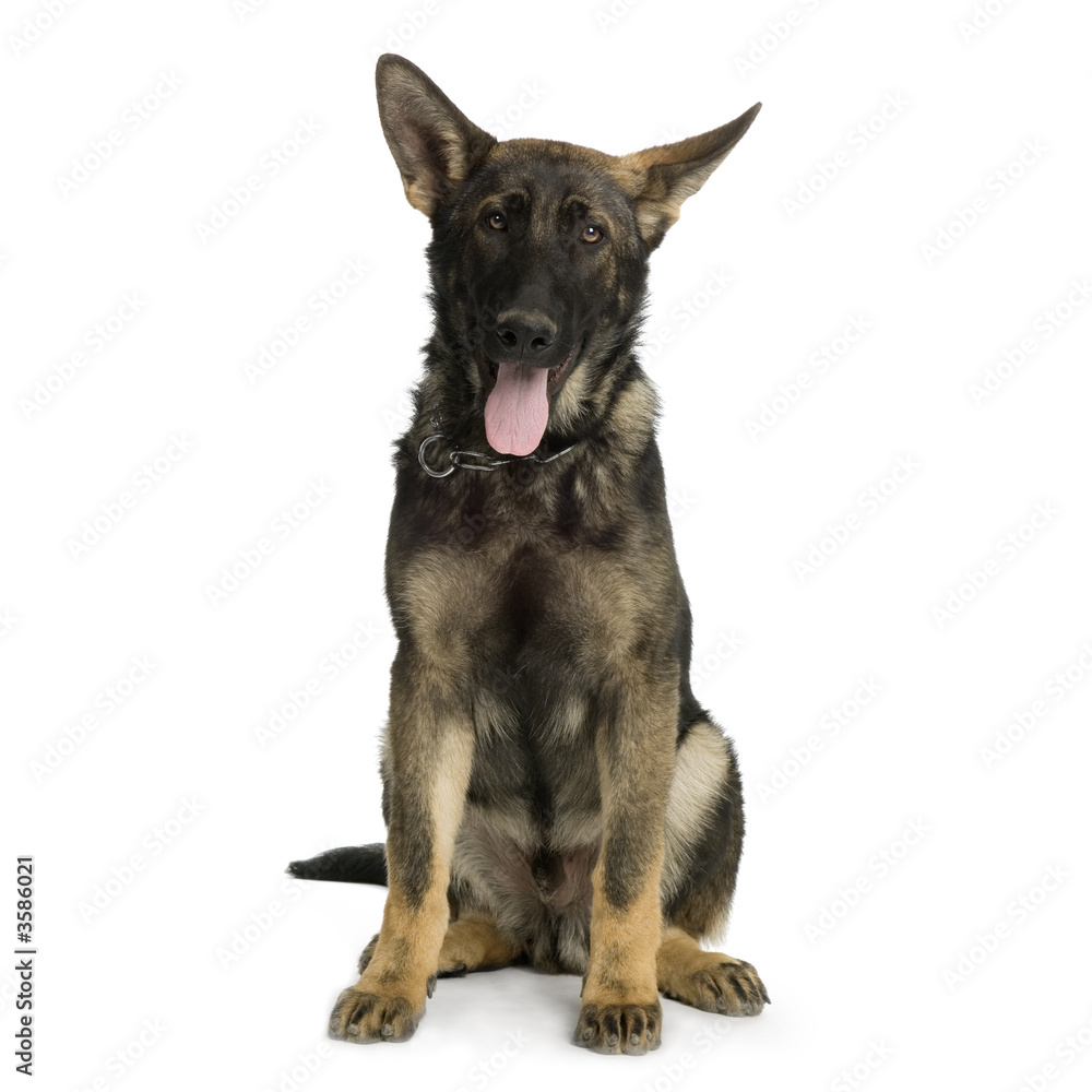 juvenile german shepherd in front of white background