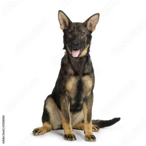 juvenile german shepherd in front of white background © Eric Isselée