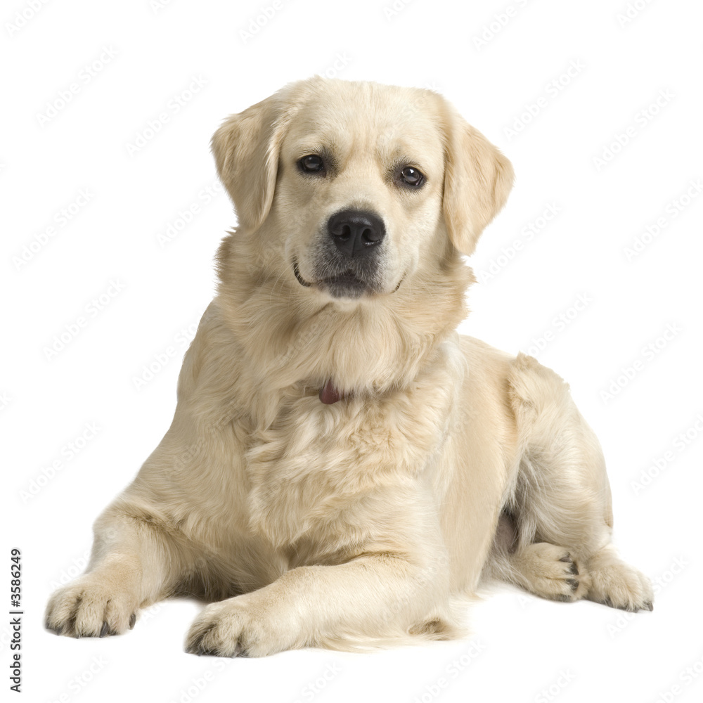 Labrador retriever cream in front of white background Labrador retriever cream in front of white background